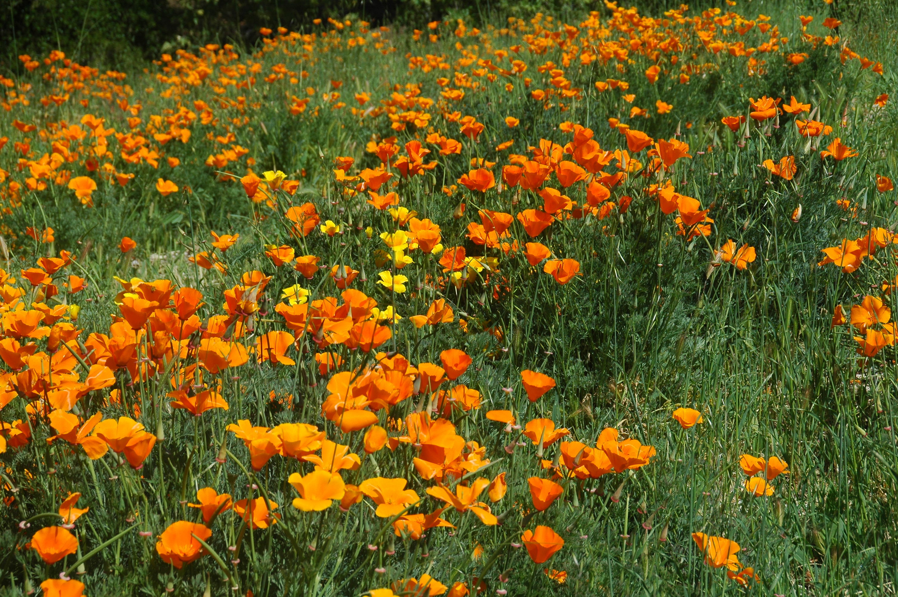 Photo 7 from SANTA MONICA MOUNTAINS FUND