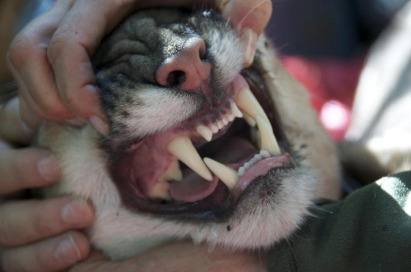 Photo 3 from FELIDAE CONSERVATION FUND