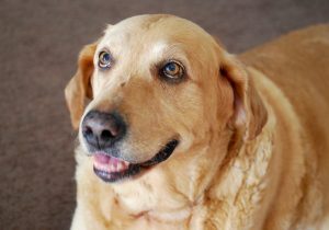 Photo 5 from HOUNDHAVEN INC