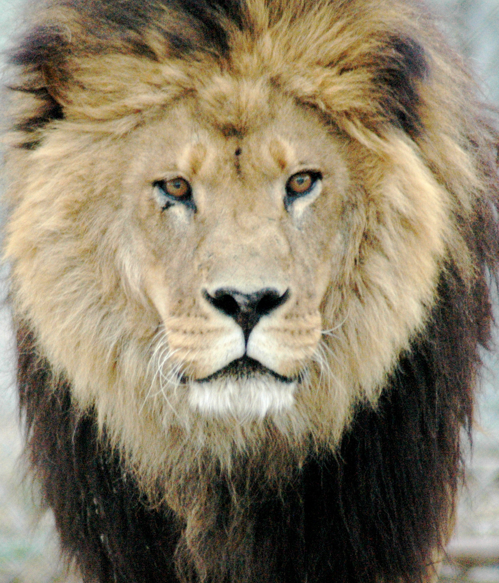 Photo 3 from BIG CATS OF SERENITY SPRINGS INC