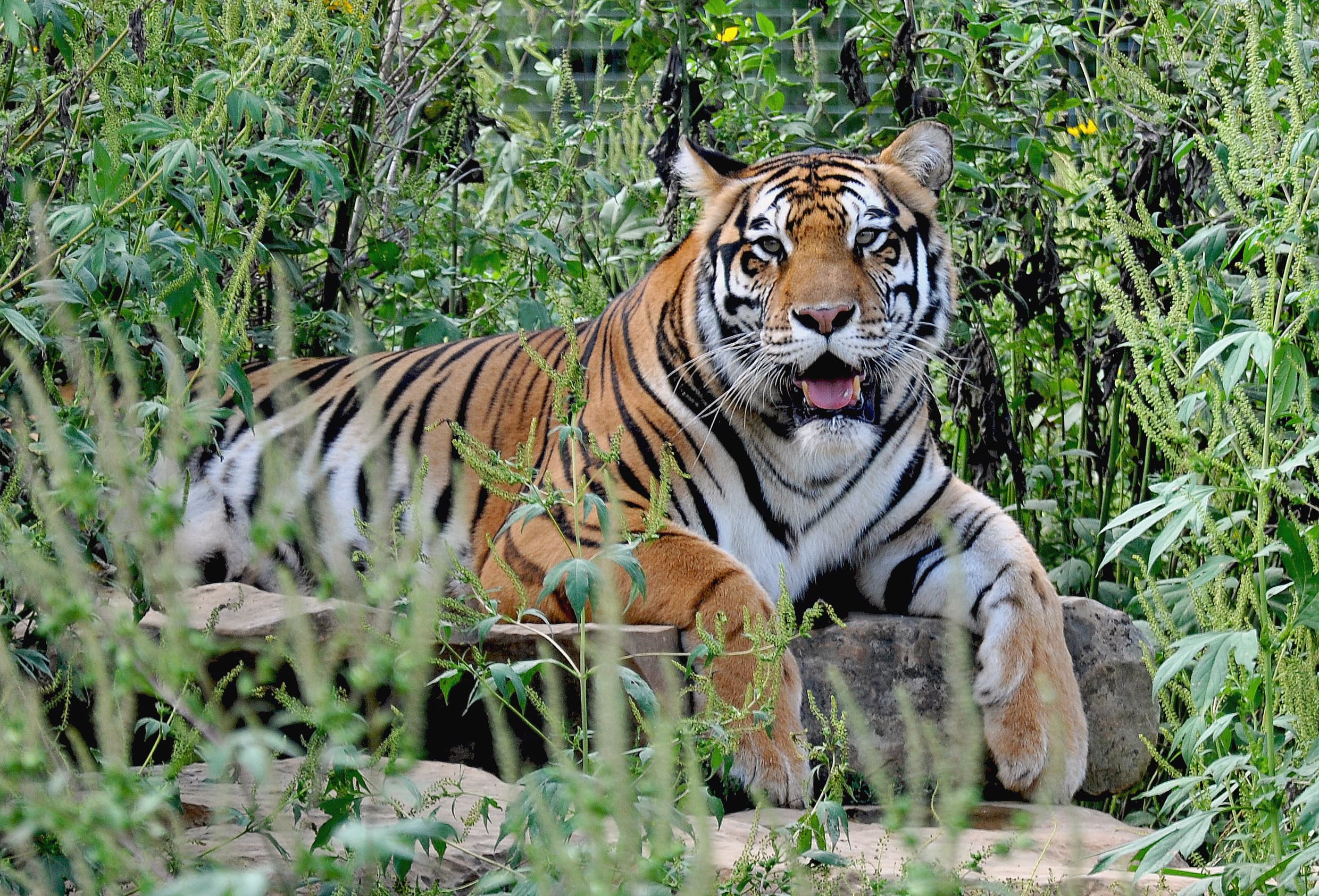 Photo 1 from National Tiger Sanctuary