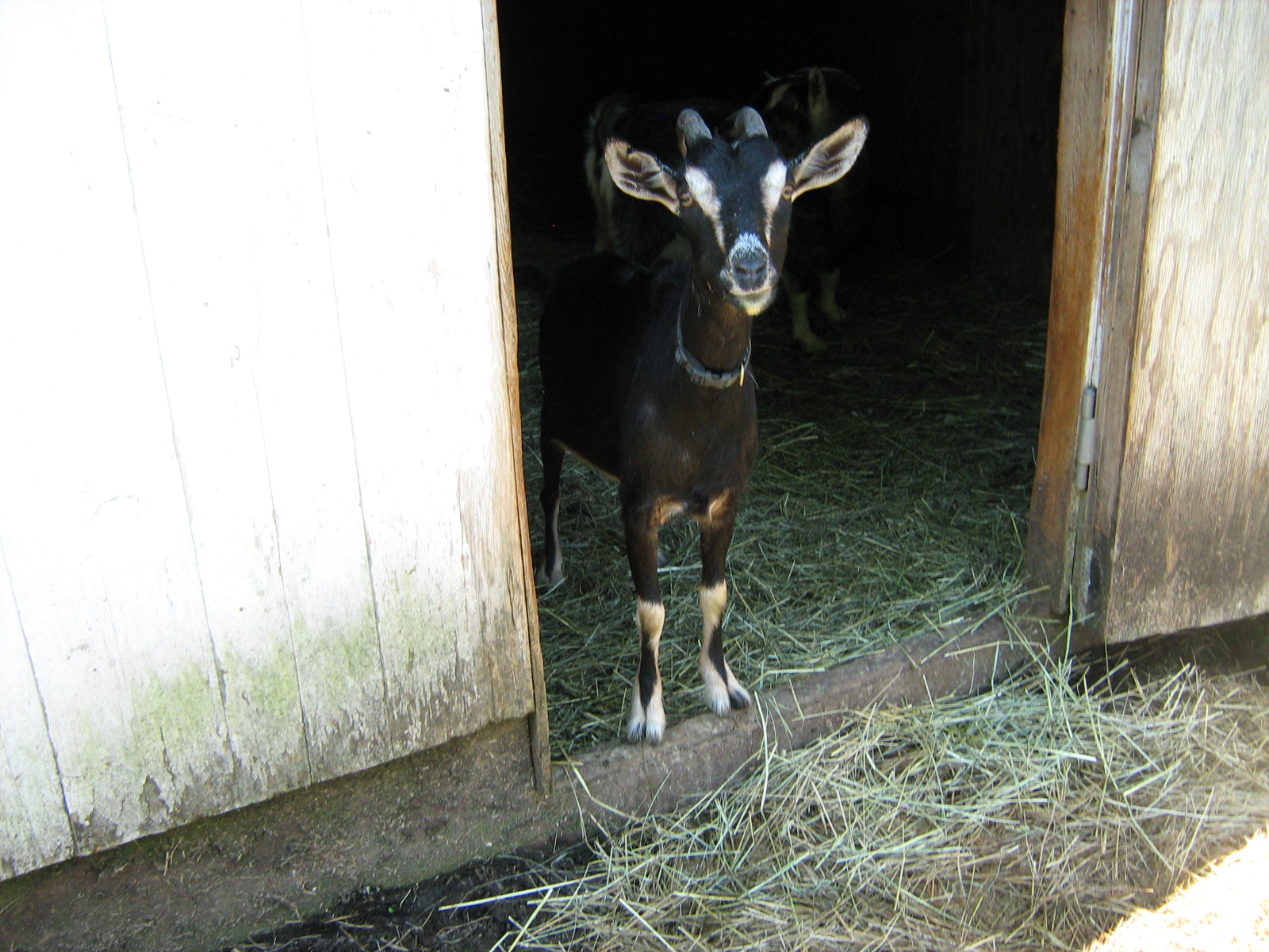 Photo 7 from ANIMAL MANOR INC