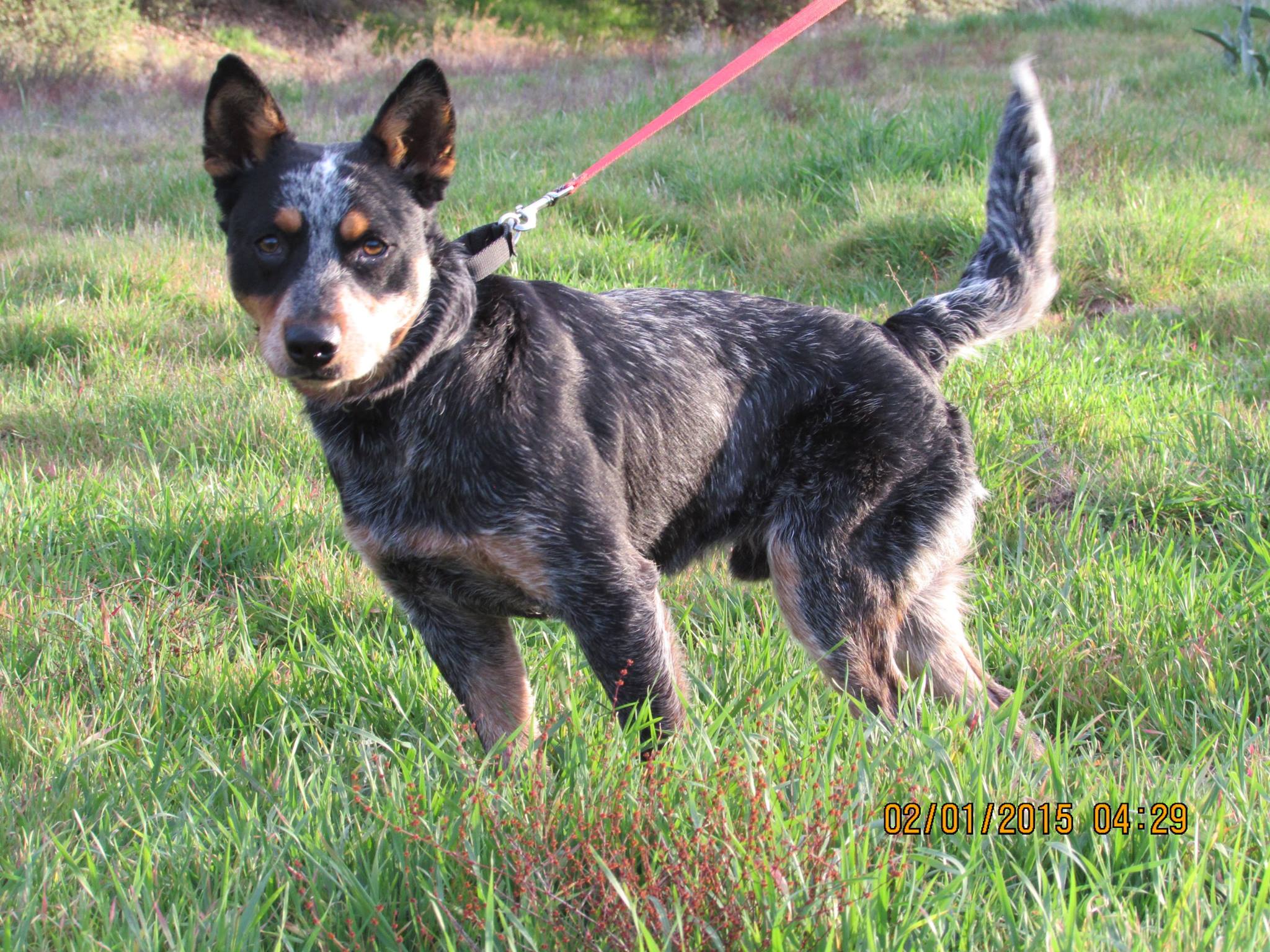 Photo 1 from K9 Resources and Rescues