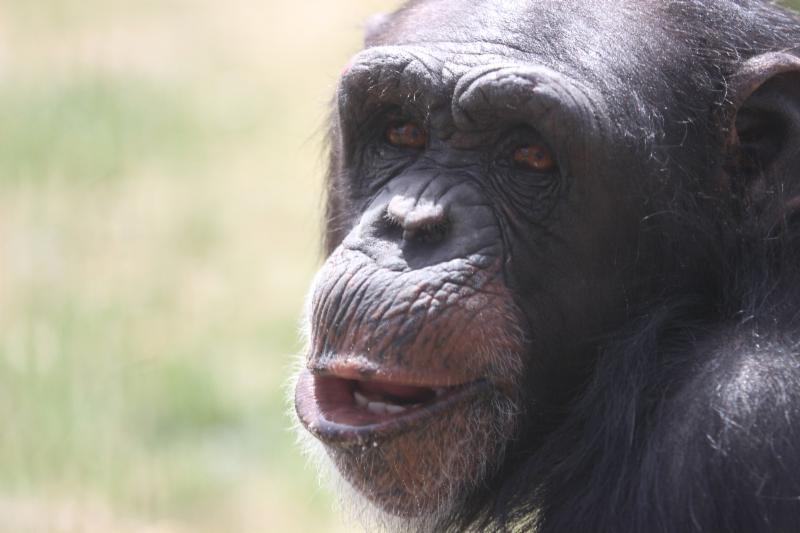 Photo 3 from CHIMPS INC