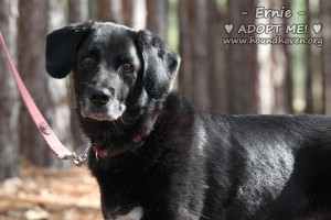 Photo 1 from HOUNDHAVEN INC