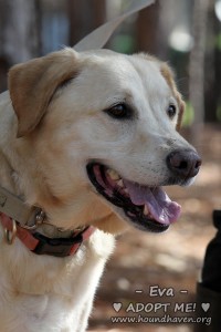 Photo 2 from HOUNDHAVEN INC