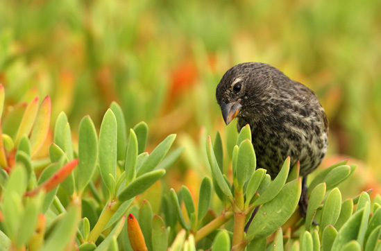 Photo 9 from Galapagos Conservancy