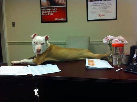 Photo 4 from Georgia Animal Project