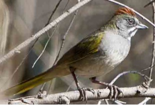 Photo 4 from FRIENDS OF THE SAN PEDRO RIVER INC