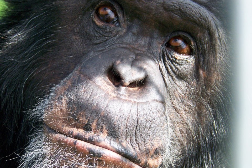 Photo 8 from CHIMPS INC