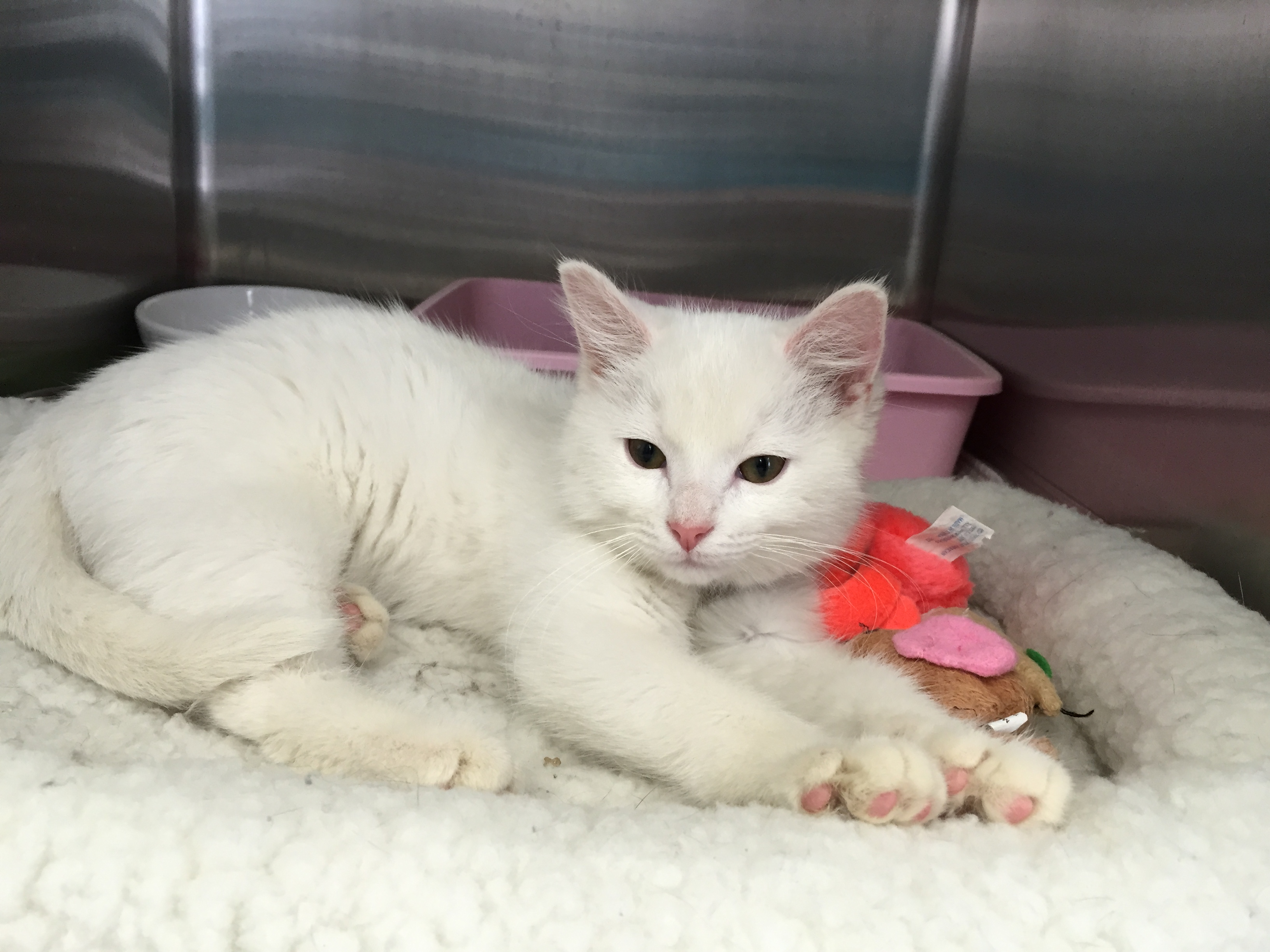 Photo 1 from Lakeshore Humane Society Inc