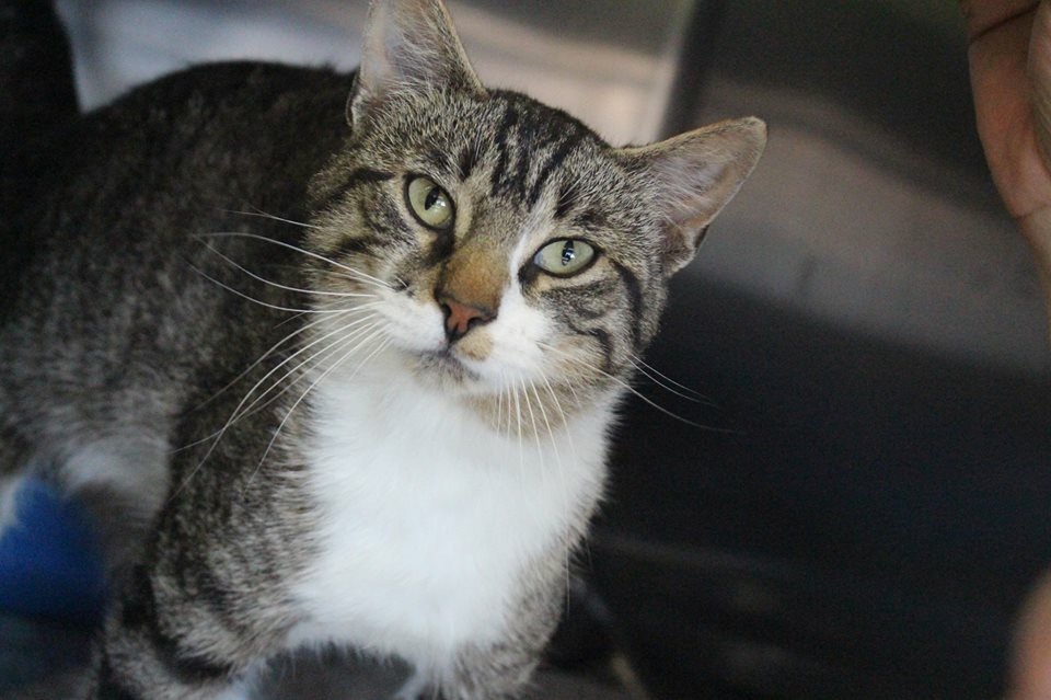 Photo 5 from Lakeshore Humane Society Inc