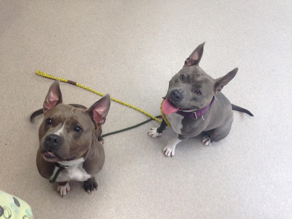 Photo 2 from Lakeshore Humane Society Inc