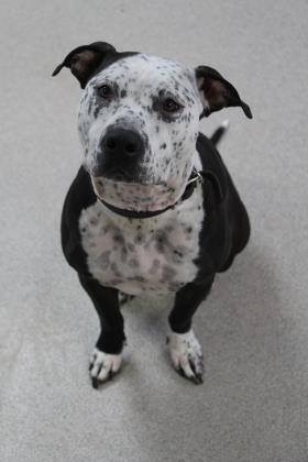 Photo 3 from Lakeshore Humane Society Inc