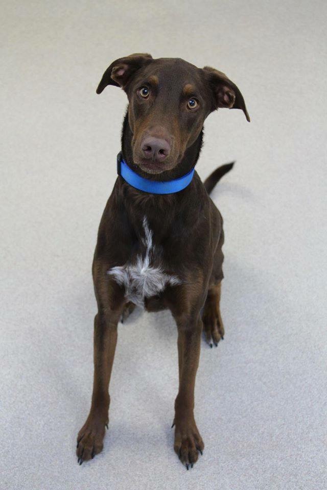 Photo 7 from Lakeshore Humane Society Inc