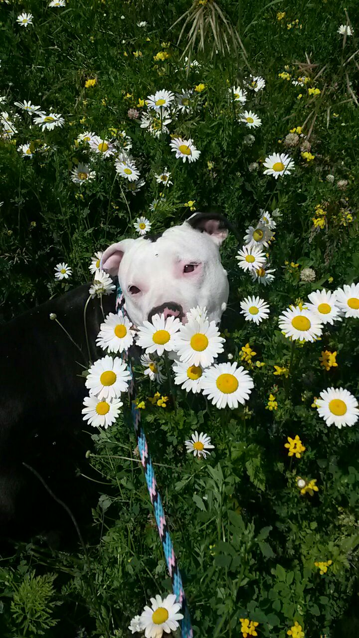 Photo 8 from Lakeshore Humane Society Inc