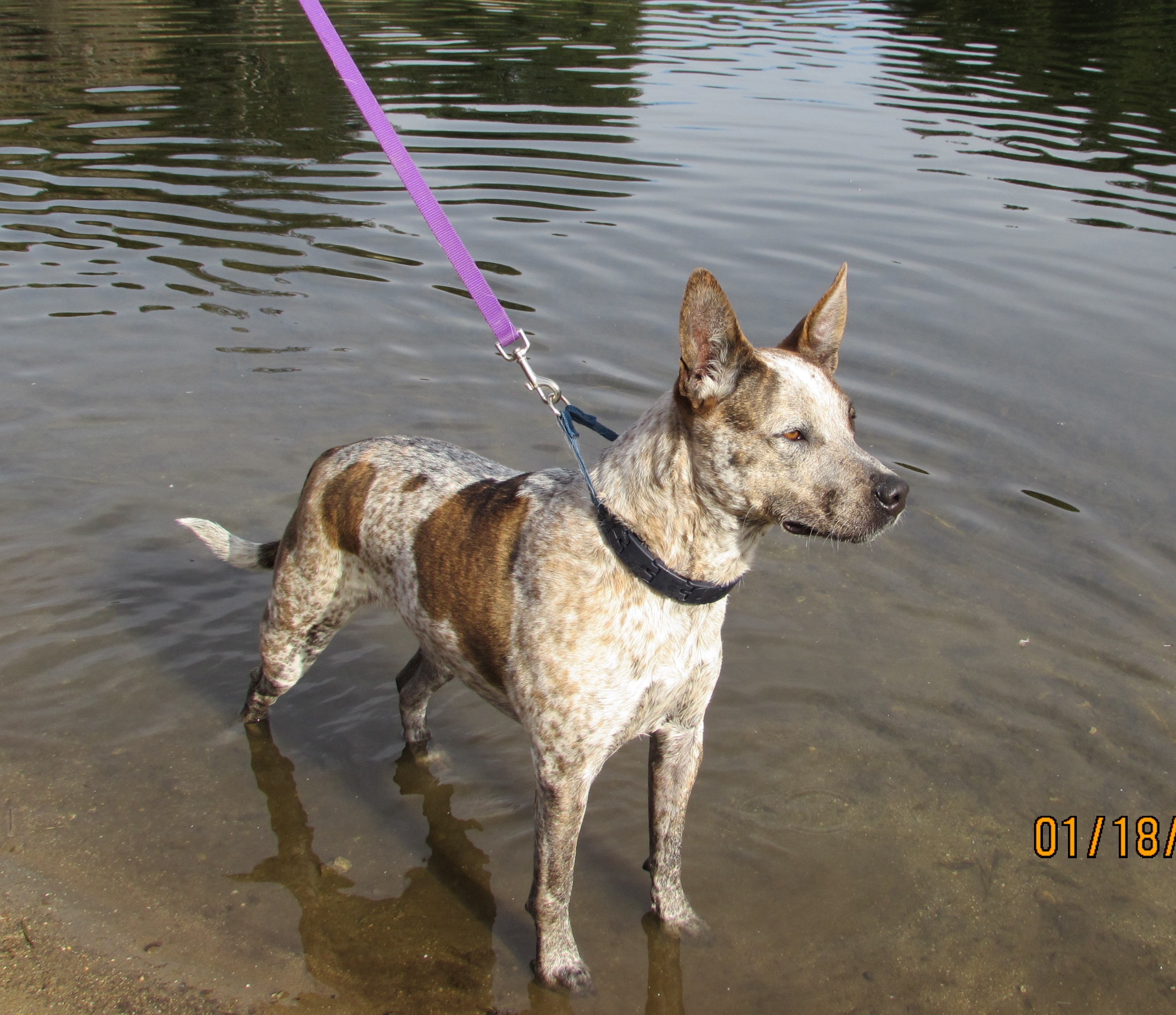 Photo 5 from K9 Resources and Rescues