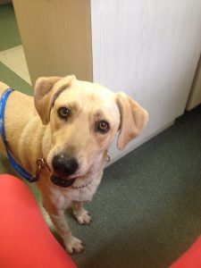 Photo 6 from HOUNDHAVEN INC