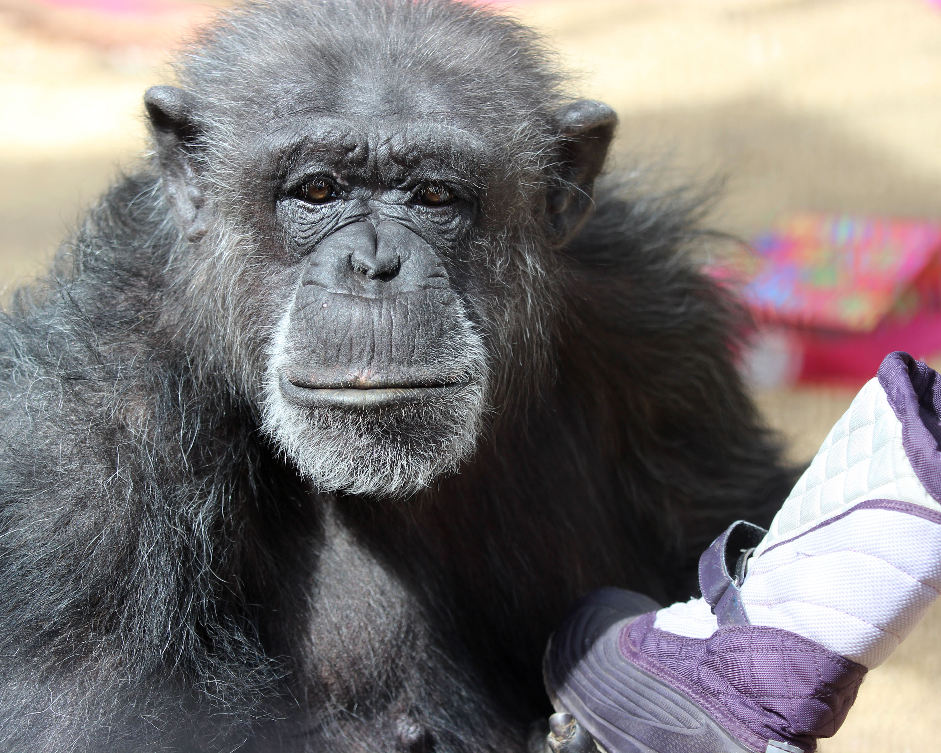 Photo 6 from CHIMPS INC