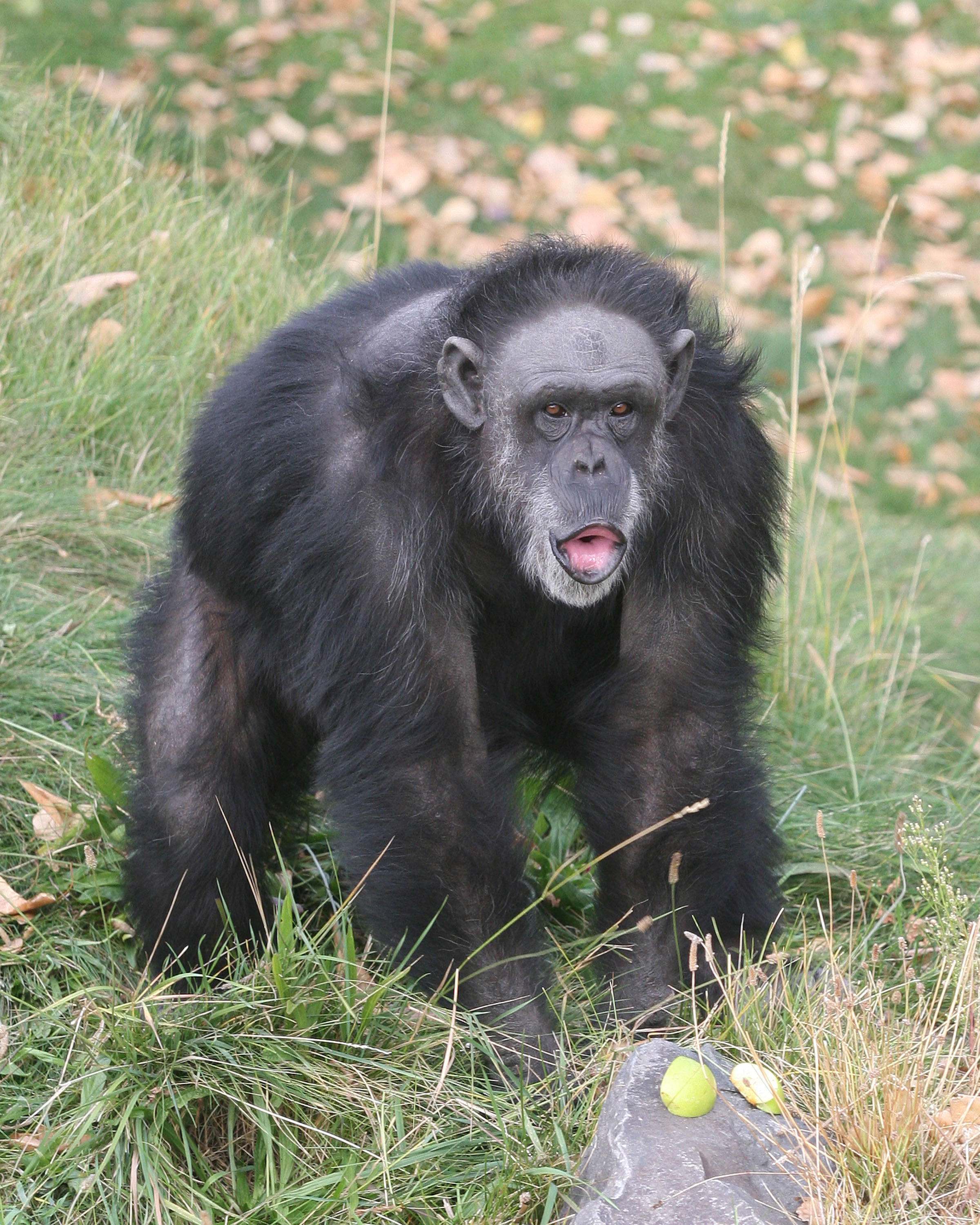 Photo 5 from CHIMPS INC