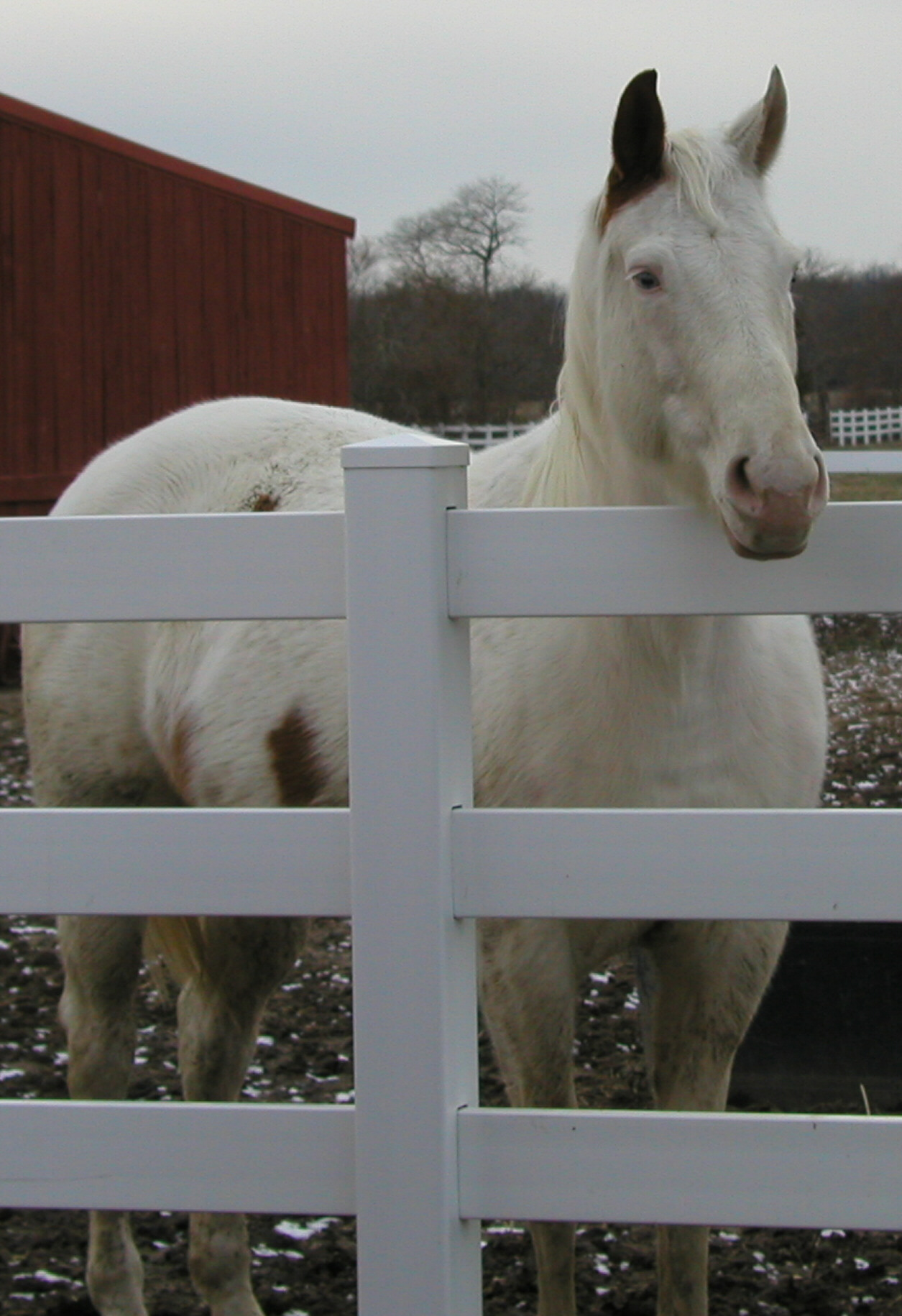 Photo 6 from COALITION FOR ANIMAL RESCUE AND EDUCATION