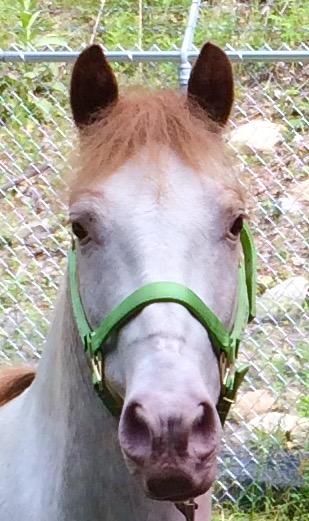 Photo 4 from ANIMAL MANOR INC