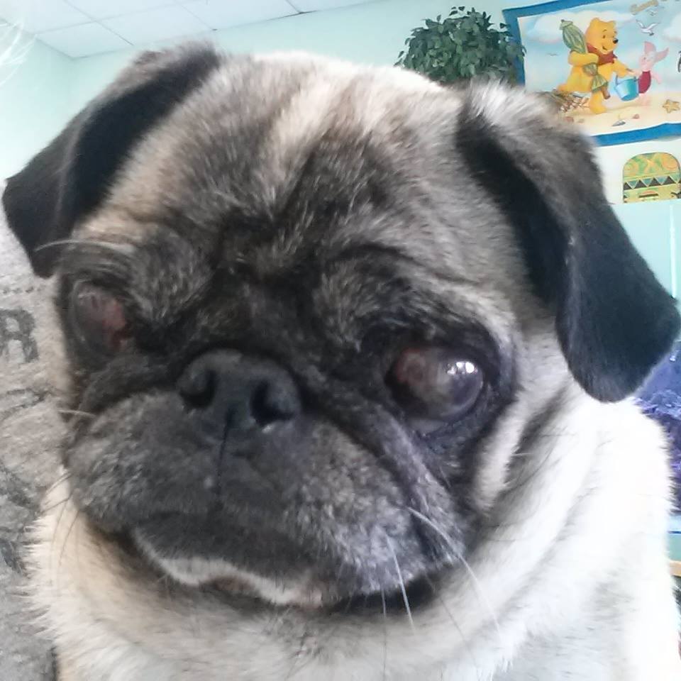 Photo 1 from PUG NATION RESCUE OF LOS ANGELES