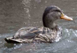 Photo 6 from FRIENDS OF THE SAN PEDRO RIVER INC