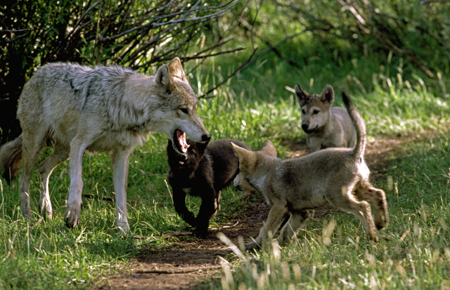 Photo 5 from LIVING WITH WOLVES 