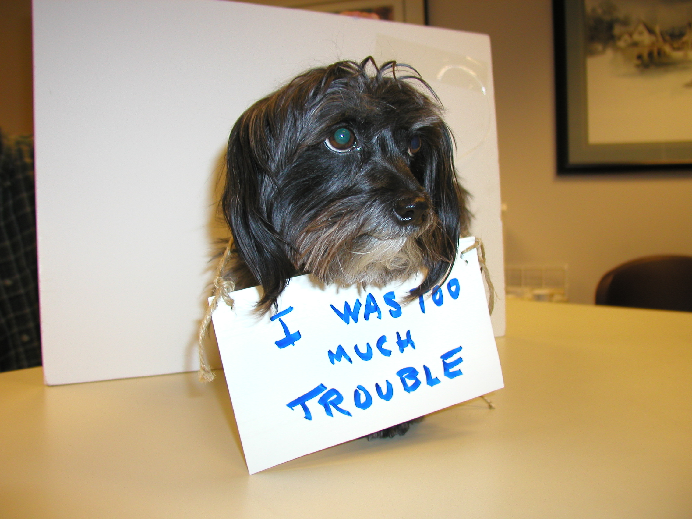 Photo 1 from COALITION FOR ANIMAL RESCUE AND EDUCATION