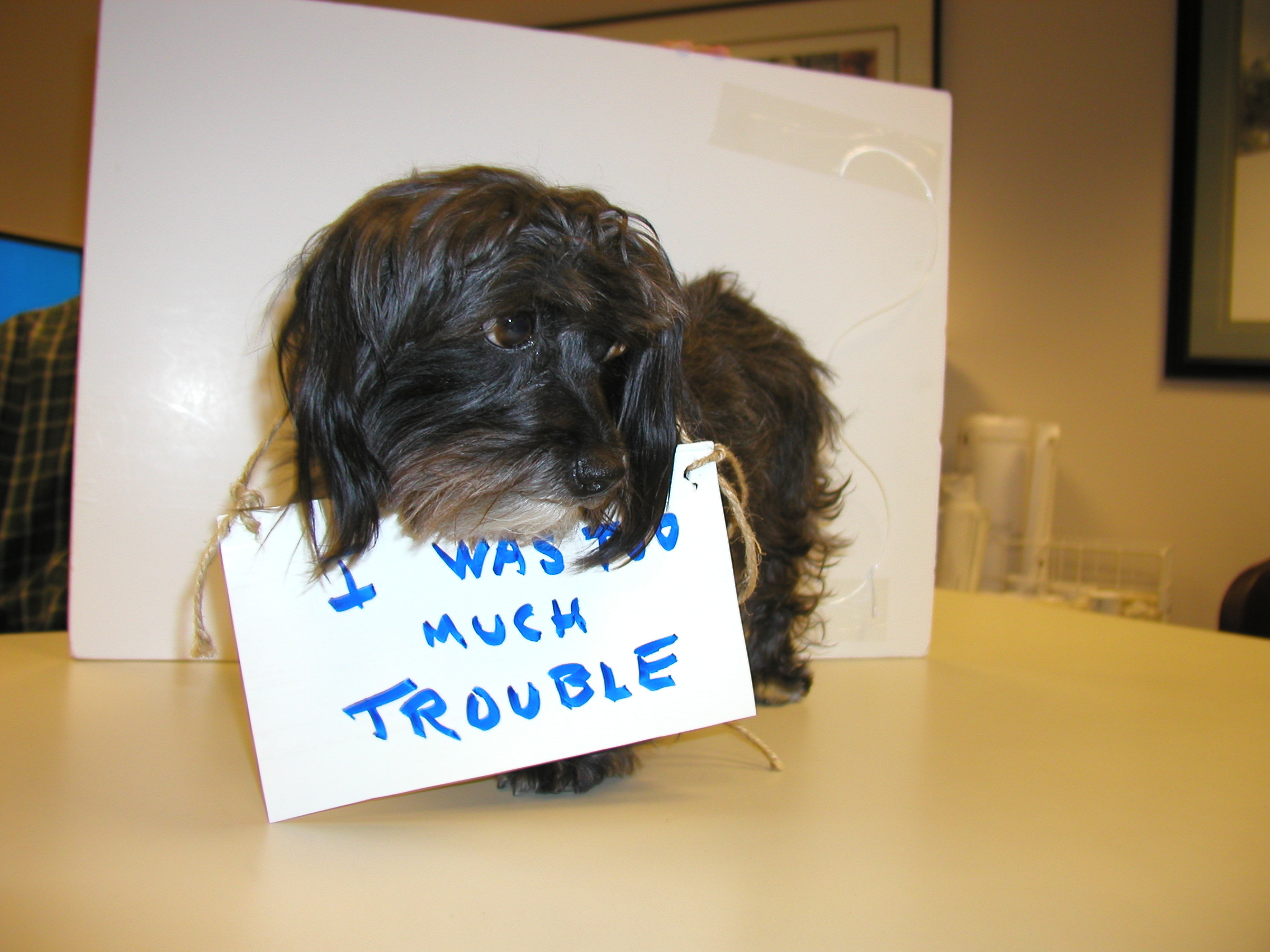 Photo 2 from COALITION FOR ANIMAL RESCUE AND EDUCATION