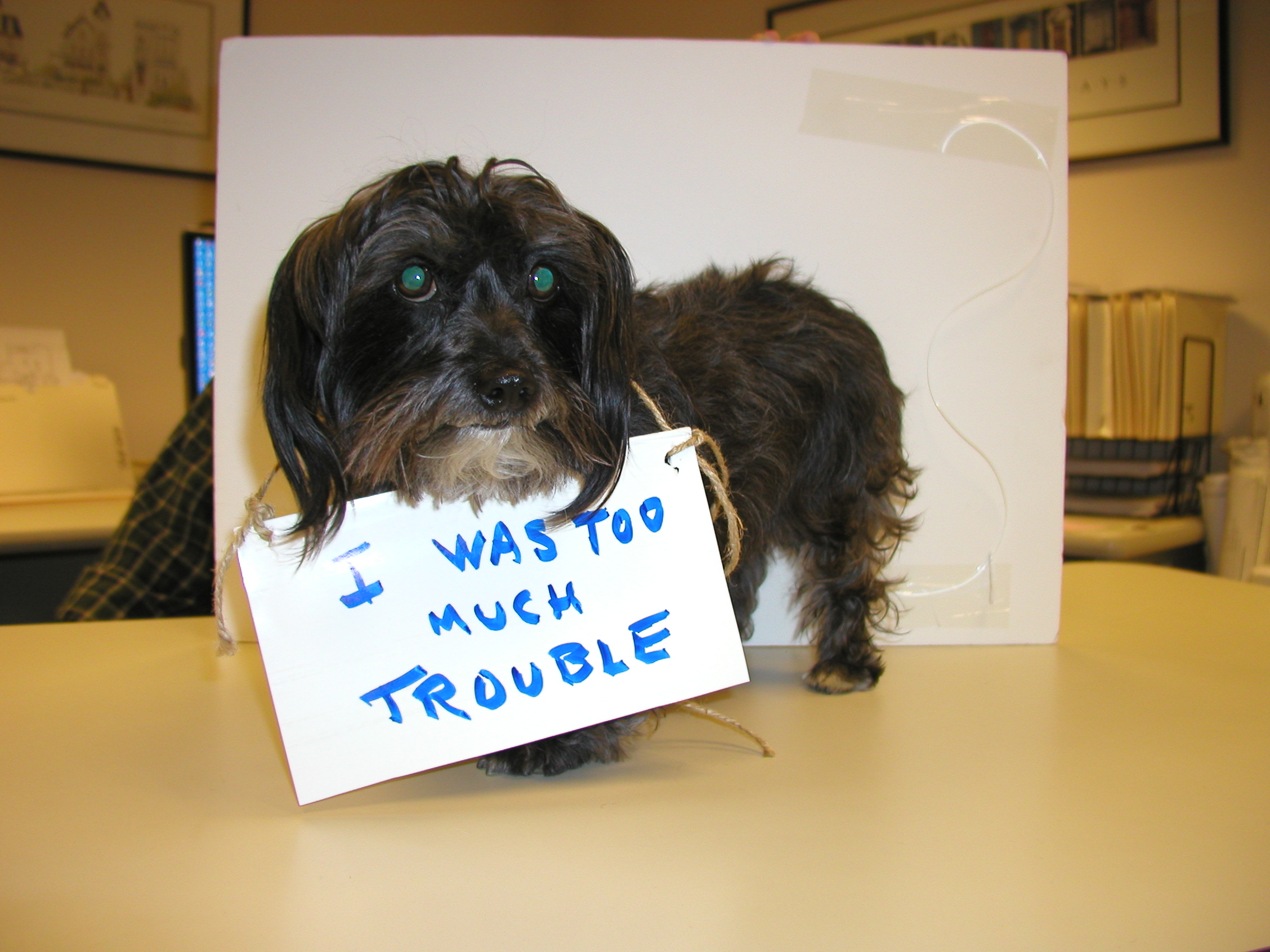 Photo 3 from COALITION FOR ANIMAL RESCUE AND EDUCATION