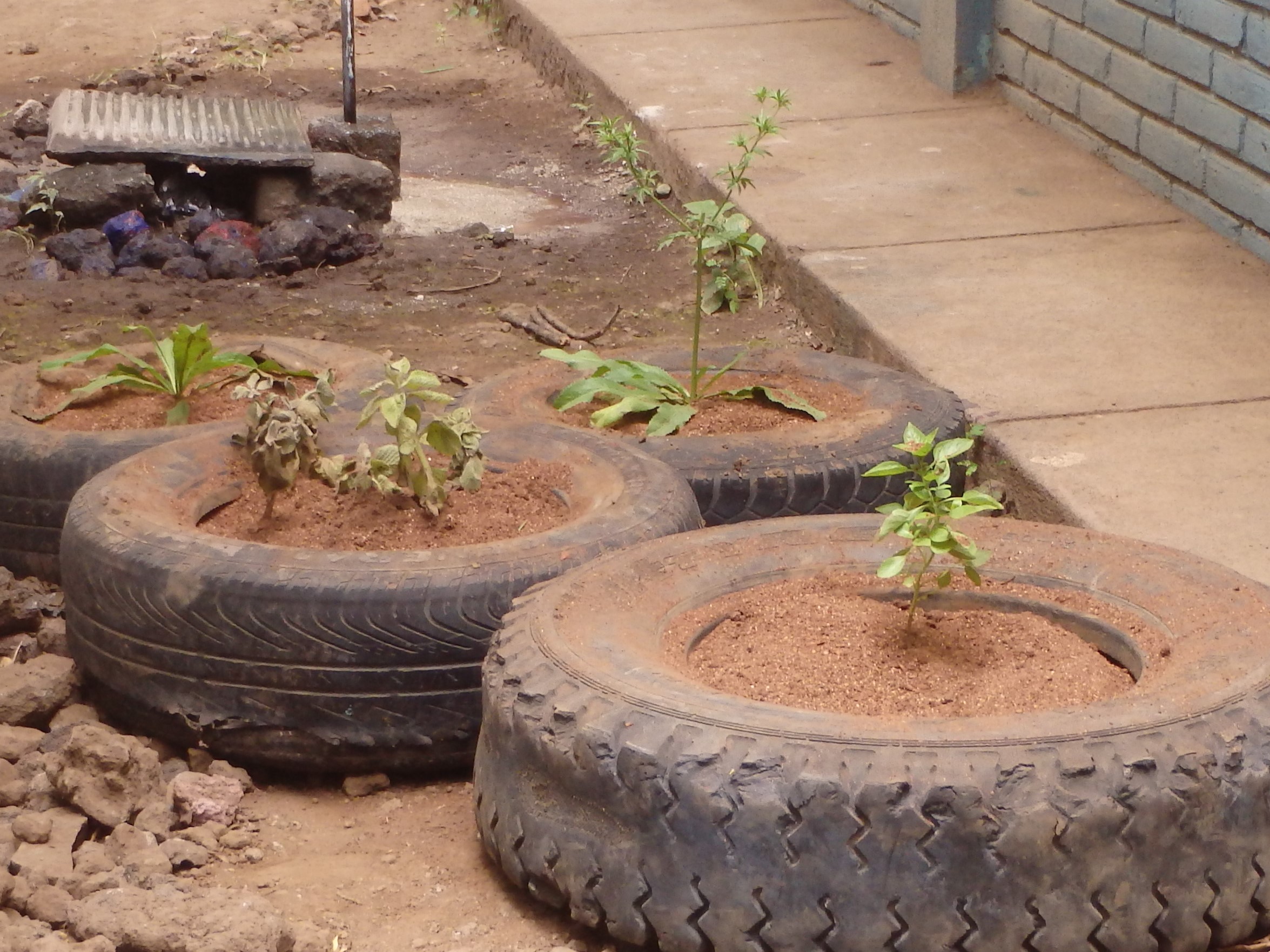 Photo 12 from FNE International