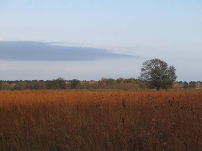 Photo 5 from ARMAND BAYOU NATURE CENTER INC