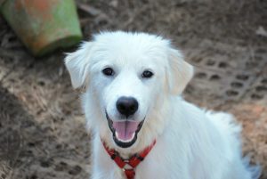 Photo 3 from HOUNDHAVEN INC