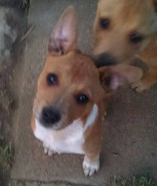 Photo 4 from K9 Resources and Rescues