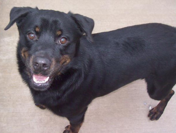 Photo 8 from COALITION FOR ANIMAL RESCUE AND EDUCATION