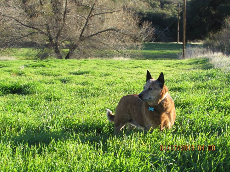 Photo 6 from K9 Resources and Rescues