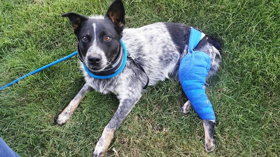 Photo 8 from K9 Resources and Rescues