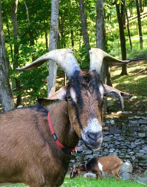 Photo 8 from ANIMAL MANOR INC