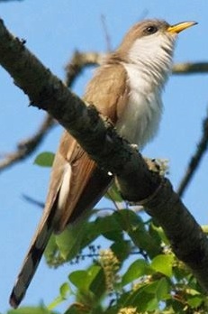 Photo 1 from FRIENDS OF THE SAN PEDRO RIVER INC