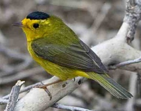 Photo 3 from FRIENDS OF THE SAN PEDRO RIVER INC