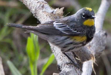 Photo 5 from FRIENDS OF THE SAN PEDRO RIVER INC