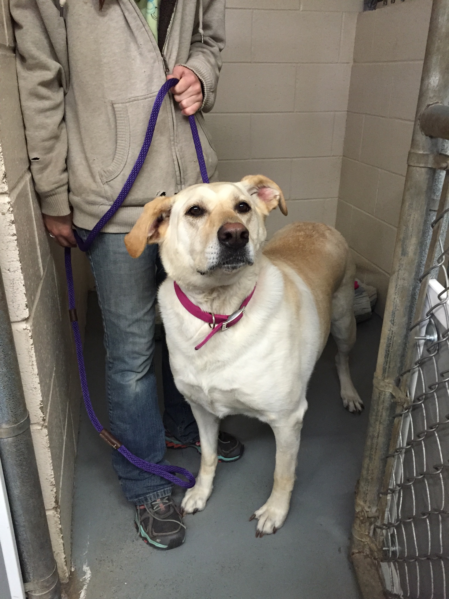 Photo 4 from Lakeshore Humane Society Inc