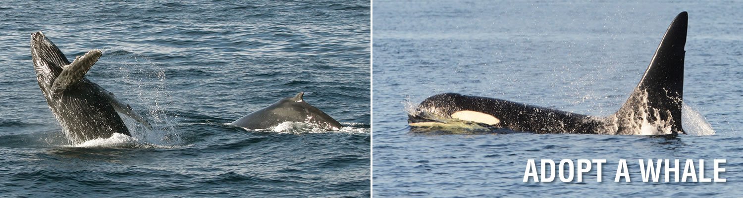 Photo 3 from Whale and Dolphin Conservation (WDC)