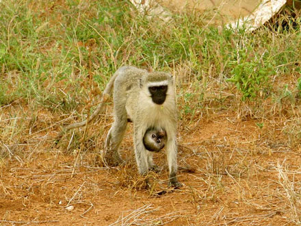 Photo 6 from AFRICA NETWORK FOR ANIMAL WELFARE