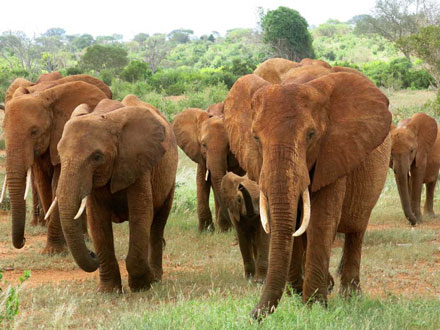 Photo 7 from AFRICA NETWORK FOR ANIMAL WELFARE