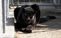 Photo 8 from BIG CATS OF SERENITY SPRINGS INC