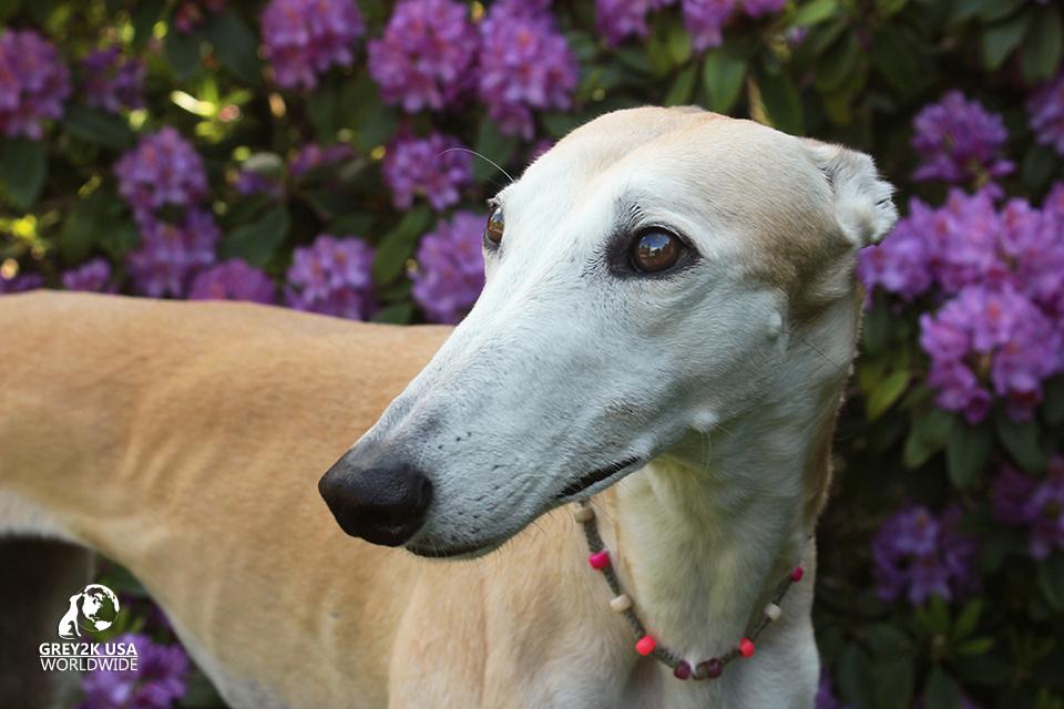 Photo 1 from GREY2K USA Worldwide