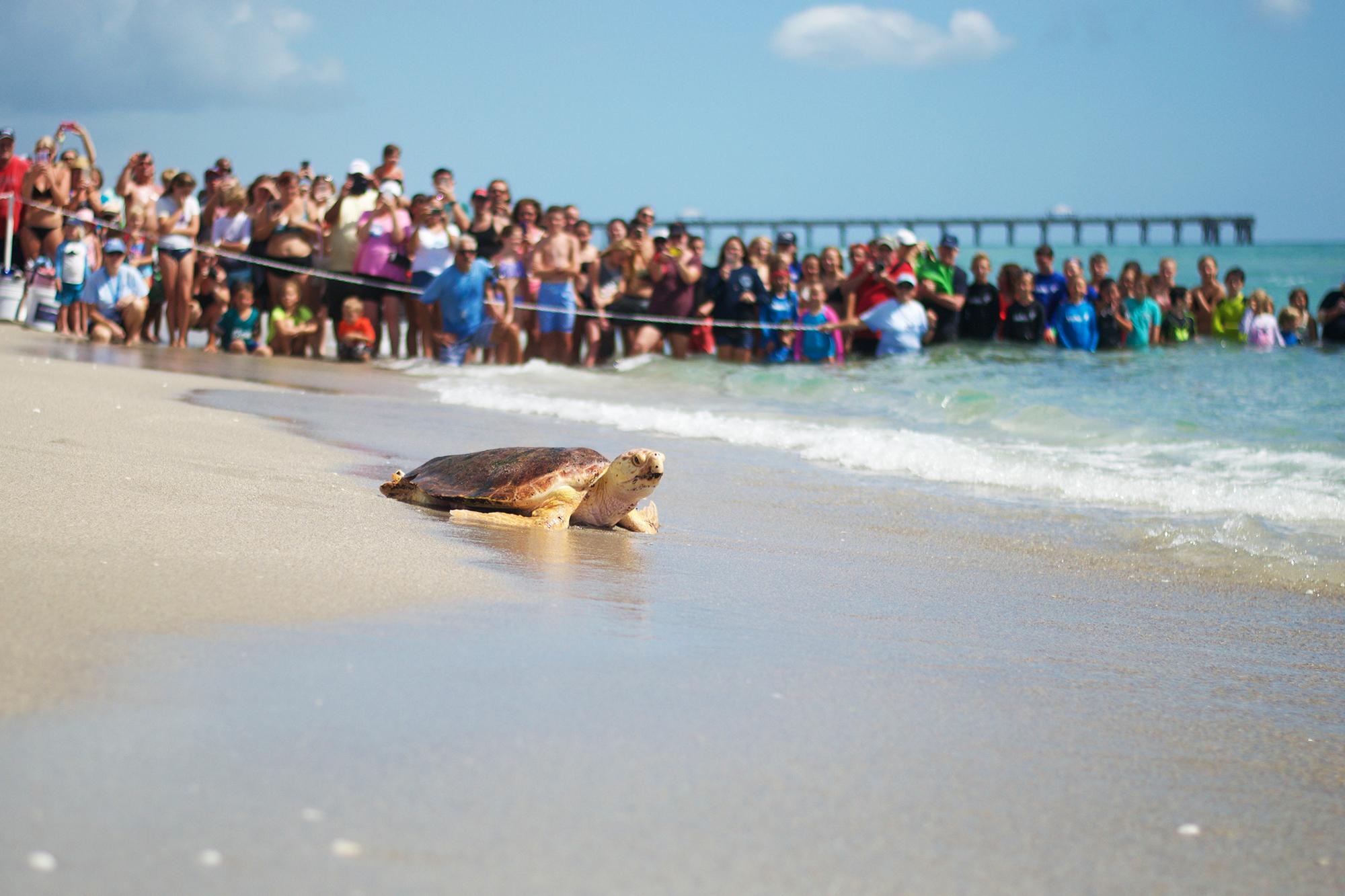 Photo 7 from Loggerhead Marinelife Center